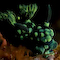 Nudibranch